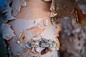 Golden Birch